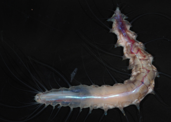From ‘ghost sharks’ to ‘death ball’ sponges: Scientists find more than 1,100 wild and unusual ocean species