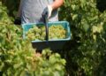 The US wins big at Decanter World Wine Awards for 2026