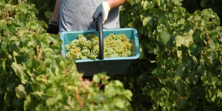 The US wins big at Decanter World Wine Awards for 2026