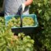 The US wins big at Decanter World Wine Awards for 2026