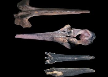 Scientists find vast whale graveyard dating back millions of years