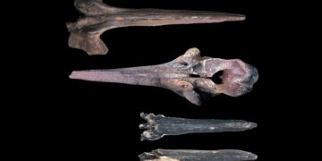 Scientists find vast whale graveyard dating back millions of years