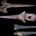 Scientists find vast whale graveyard dating back millions of years