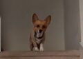 Meet the corgi predicting the NBA Finals