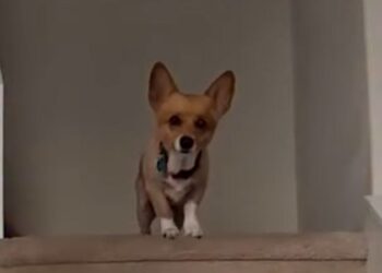 Meet the corgi predicting the NBA Finals