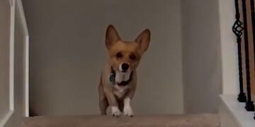 Meet the corgi predicting the NBA Finals