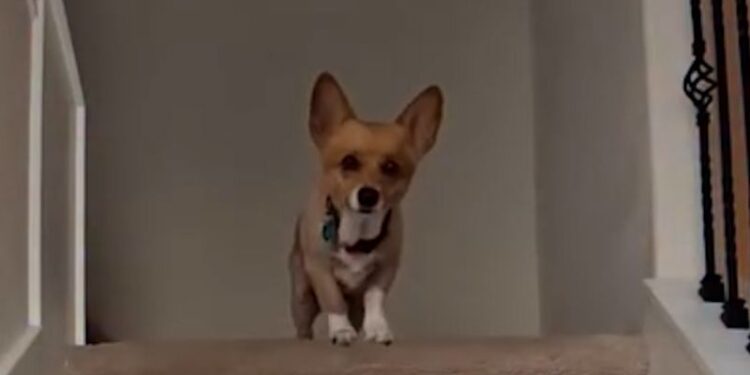Meet the corgi predicting the NBA Finals