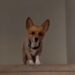 Meet the corgi predicting the NBA Finals