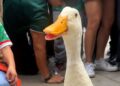 Merlin The Duck is Mexico’s unnoficial mascot