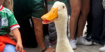 Merlin The Duck is Mexico’s unnoficial mascot