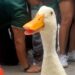 Merlin The Duck is Mexico’s unnoficial mascot