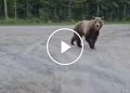 Grizzly Bear Gets Too Close for Comfort During Dog Walk