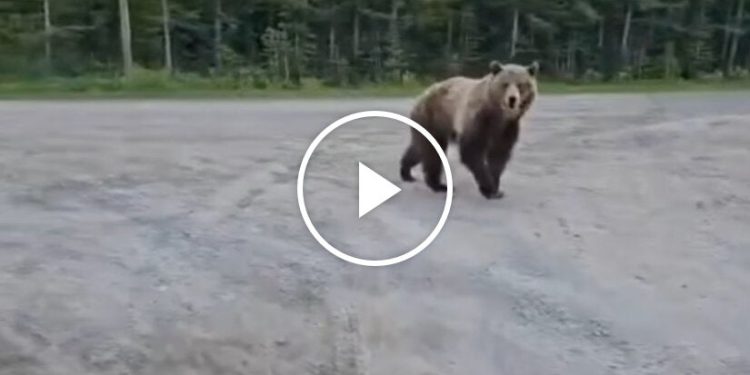 Grizzly Bear Gets Too Close for Comfort During Dog Walk