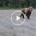 Grizzly Bear Gets Too Close for Comfort During Dog Walk