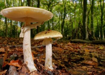 Mushroom poisoning can be deadly. A doctor breaks down the risks