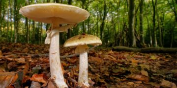 Mushroom poisoning can be deadly. A doctor breaks down the risks