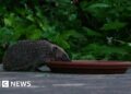 The Barnes highway helping the capital’s urban hedgehogs