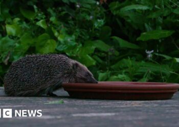 The Barnes highway helping the capital’s urban hedgehogs