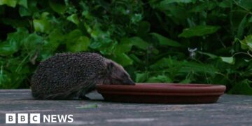 The Barnes highway helping the capital’s urban hedgehogs