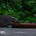 The Barnes highway helping the capital’s urban hedgehogs