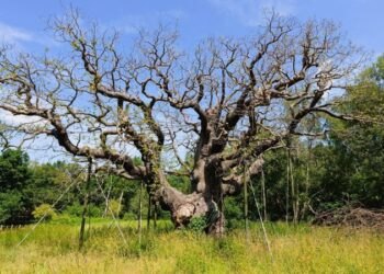 Major Oak: Ancient Sherwood Forest tree reputed to have sheltered Robin Hood has died