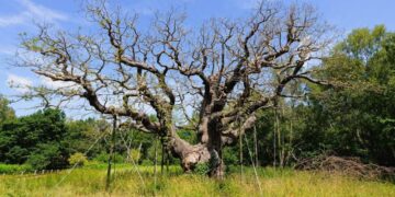 Major Oak: Ancient Sherwood Forest tree reputed to have sheltered Robin Hood has died