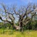 Major Oak: Ancient Sherwood Forest tree reputed to have sheltered Robin Hood has died