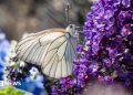 Dartmoor Zoo working to repopulate black-veined white butterflies