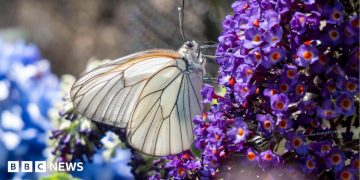 Dartmoor Zoo working to repopulate black-veined white butterflies