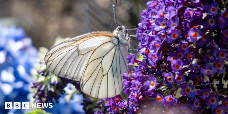 Dartmoor Zoo working to repopulate black-veined white butterflies