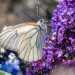 Dartmoor Zoo working to repopulate black-veined white butterflies