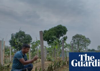 ‘I fear people will go to war over water’: as wells run dry, farmers struggle to survive in Bangladesh | Global development