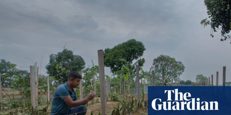 ‘I fear people will go to war over water’: as wells run dry, farmers struggle to survive in Bangladesh | Global development