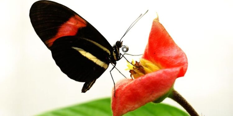 Some butterflies are delaying the aging process and living longer