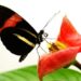 Some butterflies are delaying the aging process and living longer
