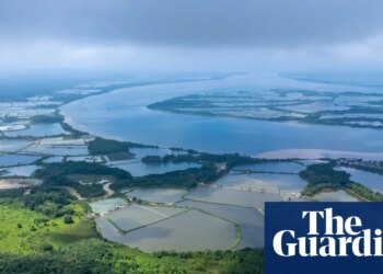 How the world’s voracious appetite for shrimp is destroying Ecuador’s mangroves | Ecuador