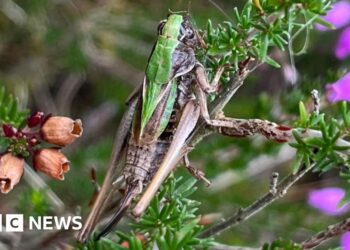Volunteers could revive scarce bog insect numbers