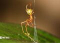 Spider which uses spring trap to capture prey discovered in Australia