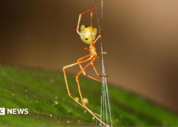 Spider which uses spring trap to capture prey discovered in Australia