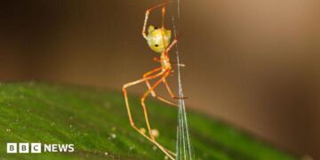 Spider which uses spring trap to capture prey discovered in Australia
