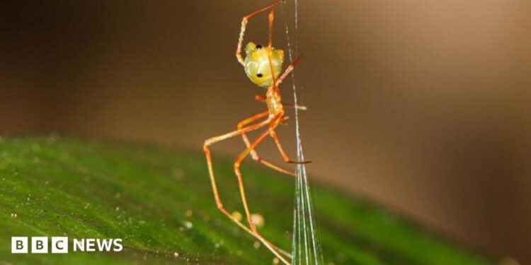 Spider which uses spring trap to capture prey discovered in Australia