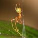 Spider which uses spring trap to capture prey discovered in Australia