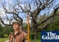 ‘Most famous tree in the world’: Sherwood Forest’s 1,000-year-old Major oak dies | Trees and forests