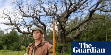 ‘Most famous tree in the world’: Sherwood Forest’s 1,000-year-old Major oak dies | Trees and forests