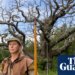 ‘Most famous tree in the world’: Sherwood Forest’s 1,000-year-old Major oak dies | Trees and forests
