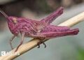 Woman finds rare pink grasshoppers in garden