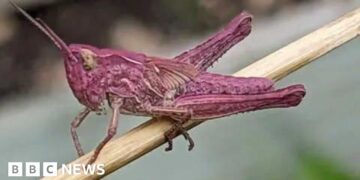 Woman finds rare pink grasshoppers in garden