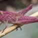 Woman finds rare pink grasshoppers in garden