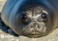 Bird flu kills more than 75% of baby seals on remote Australian island, study finds