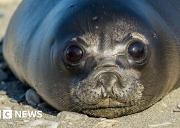 Bird flu kills more than 75% of baby seals on remote Australian island, study finds